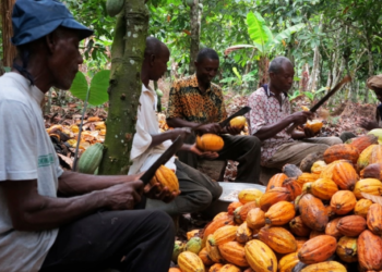 Farmers break cocoa pods in Ghana's eastern cocoa town of Akim Akooko, Sept. 6, 2012
