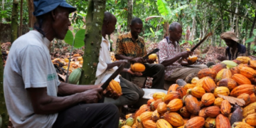 Farmers break cocoa pods in Ghana's eastern cocoa town of Akim Akooko, Sept. 6, 2012