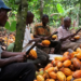 Farmers break cocoa pods in Ghana's eastern cocoa town of Akim Akooko, Sept. 6, 2012